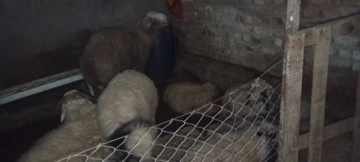 السلام عليكم 
متاح 6خرفان بيهة خشن وبيهة نذاري مكاني طارمية والتواصل عالخاص او الاتصال على الرقم ***********بي واتساب والشراي بي خير ويدلل واسعار ان شاء الله مناسبة
