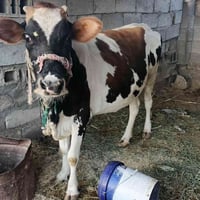 بگره • عشار سبع أشهر • ادغيمه