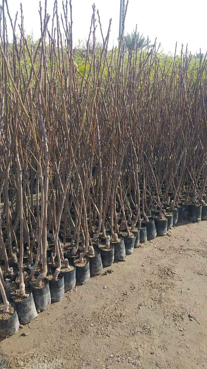 حمضيات وتكي الماني وتكي كندي  وتين تركي وبني مسلم وتفاح كوفي***********
