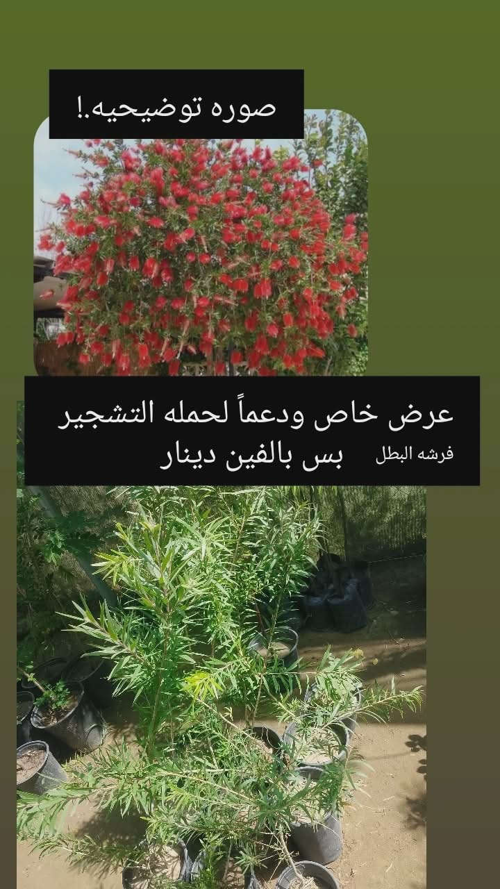 مع انطلاق حملات التشجير لجعل 🇮🇶#العراق_أخضر🌲🌲
حيدر الاكرع للمنظفات والكوزمتك 
يعلن لكم مشتل الانوار 
دعماً لحملات التشجير بتخفيض الأسعار 
👈توفر انوع الأشجار 
الزينه 🌷 والضلية🌲🌳 والمنزلية🪴
📍العنوان 👈الصويرة //الشارع العام قرب مطعم هنداس//مجاور سيراميك ابو زهراء 
👈👈تتوفر خدمة توصيل 🛻🛻


**إذا كنت صاحب هذا الإعلان وتريد حذفه لأي سبب، رجاءا أرسل رسالة إلى الدعم الفني**