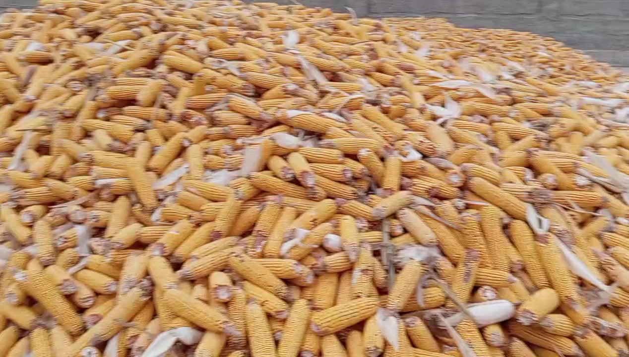 ذرة صفراء للبيع
الكمية ١٠٠ طن
الشراية
يتصل على هذا الرقم
***********
