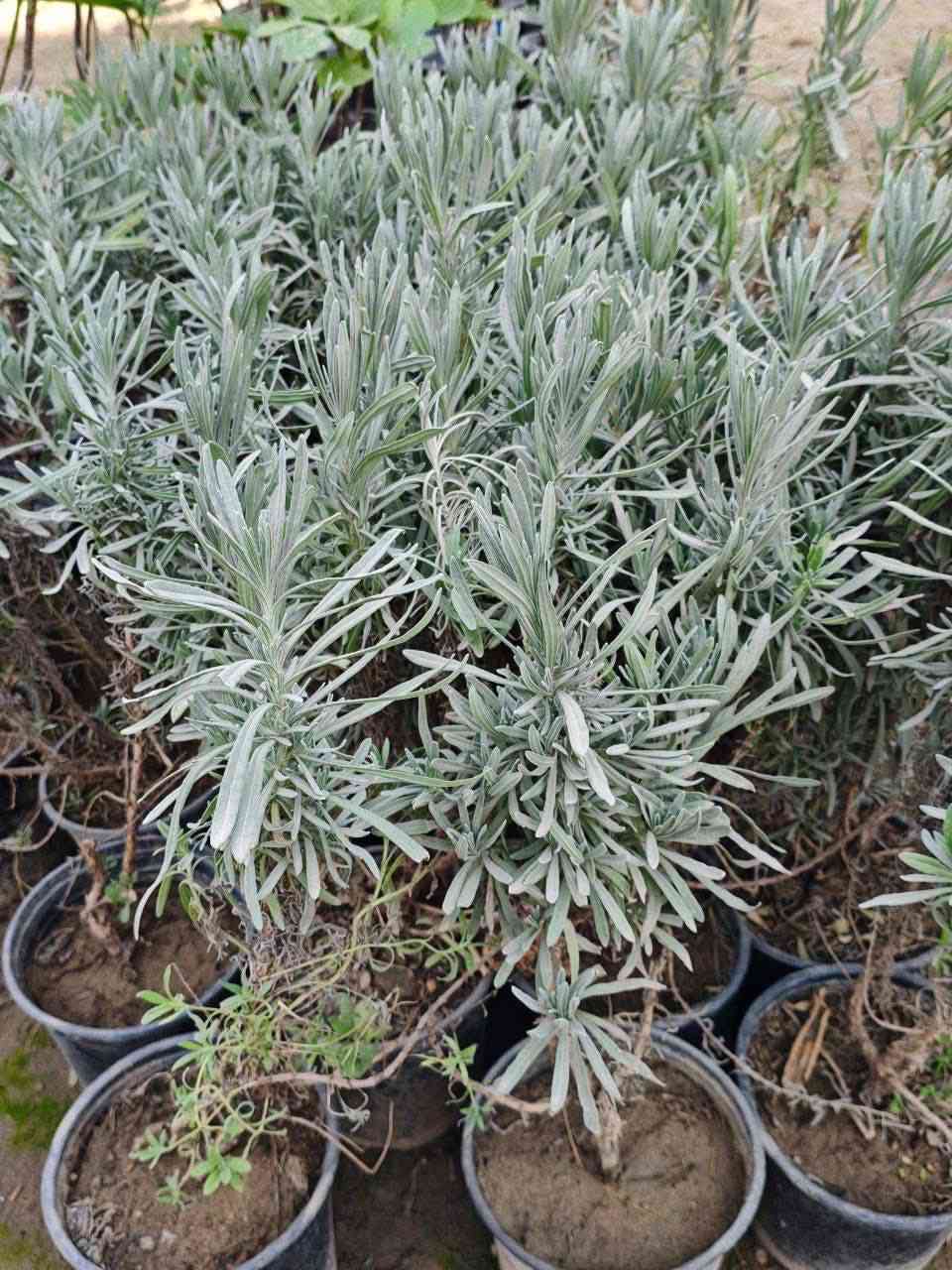 مشتل نباتات نادرة 🌿
توفرت شتلات اللافندر العطري الأصلي (Lavandula angustifolia) 💜
نبات مشهور عالمياً بجمال أزهاره البنفسجية ورائحته العطرية الهادئة التي تعطي للحديقة أو المنزل لمسة فخامة وراحة 🌸
💰 السعر: 8,000 دينار
📏 الارتفاع: 30 – 50 سم تقريباً
🚚 التوصيل: متوفر إلى جميع المحافظات
🌱 المواصفات:
نبات زينة عطري مميز جداً بأزهاره البنفسجية الجذابة ورائحته الطبيعية الجميلة، مناسب للحدائق المنزلية والأحواض والسطوح ويعطي منظر راقٍ وهادئ للمكان.
☀️ التحمل:
يتحمل الشمس والحرارة، ويتأقلم مع أجواء العراق، نبات قوي وسهل التربية وأثبت نجاحه في الحدائق.
🌸 الفوائد:
• يعطر الحديقة أو المنزل برائحة طبيعية جميلة.
• يعطي منظر جمالي راقٍ وجذاب.
• يجذب النحل والفراشات المفيدة للحديقة.
• نبات زينة دائم وسهل العناية.
🌿 طريقة العناية:
• يحتاج شمس مباشرة أغلب ساعات النهار.
• الري معتدل ويُفضل أن تكون التربة جيدة التصريف.
• تقليم خفيف بعد الإزهار يساعد على نمو فروع جديدة.
📞 للطلب والاستفسار:
***********
🌿 مشتل نباتات نادرة
نباتات مختارة بعناية لتزيين حدائقكم.
