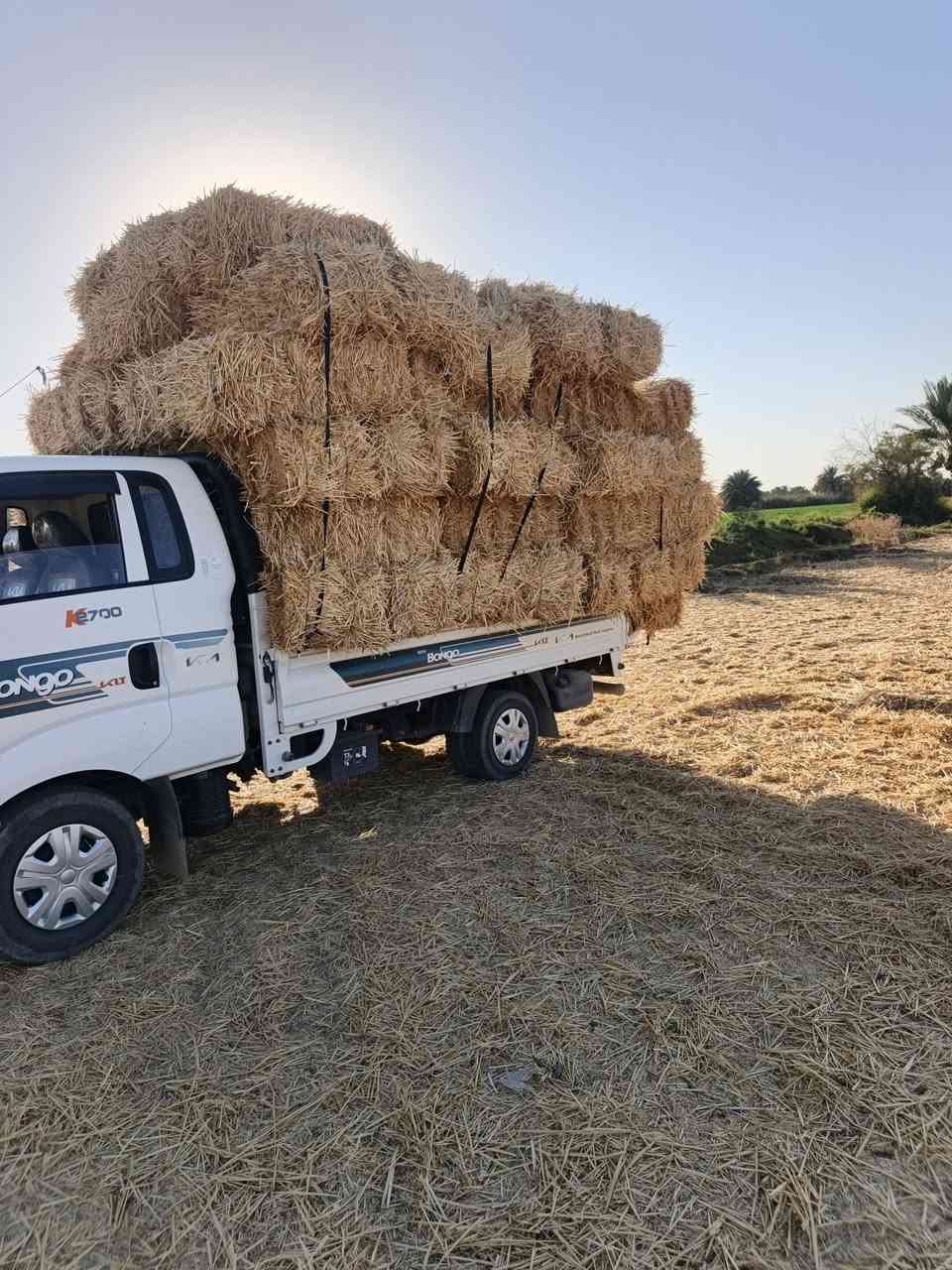 سلام عليكم يوجد تبن درجه اوله السعر خاص مكانهن ب شوملي وهاذه رقمي ***********
