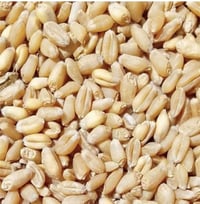 حنطة • بذور • بنت المغلف