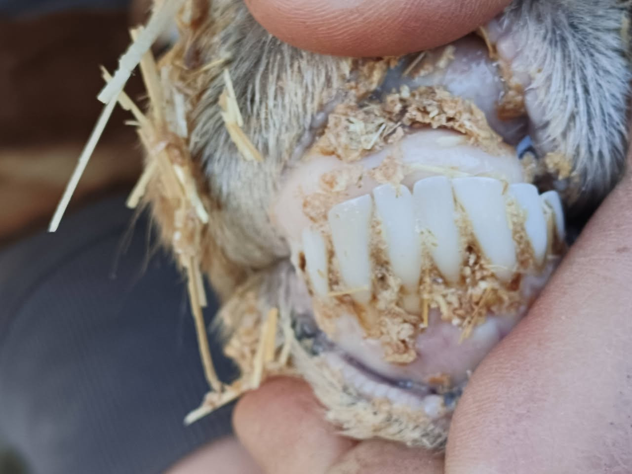 يوجد وراجين عدد 2مالات جنيه شرط نصاحه حانيات شهر ونص سعر 275 الف زوج المكان بيجي حي العصري رقم الهاتف ‏‪***********‬‏
