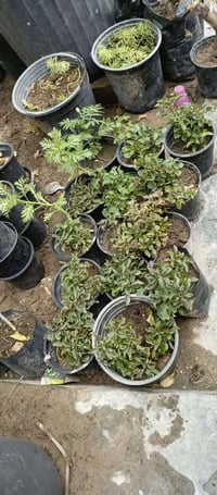 زرع بيت • ورد القديفة • البصرة زبير