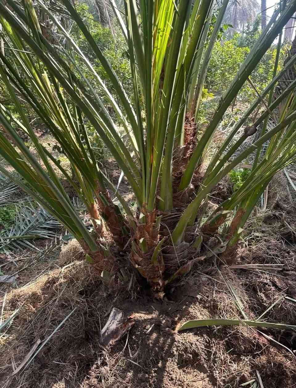 متوفر فسائل بريم وفسائل جوزي قزمي مكاني كربلاء ويوجد توصيل ***********
