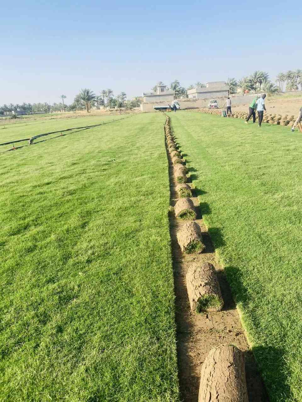 🌱✨ تخفيضات لفترة محدودة ✨🌱

وفرنا لكم ثيل طبيعي (هندي – إيطالي – فرنسي) بجودة عالية وسعر تنافسي، إنتاج خاص من مزارعنا ✅

📌 المميزات:

نوعية ممتازة ومثالية

مناسب للمنازل، الحدائق، الملاعب، الدوائر، وتجهيز المشاتل

أسعار مميزة وتختلف حسب الكميات الكبيرة

خدمة توصيل لجميع محافظات العراق

🚚 التوصيل مجاني

📞 للطلب والاستفسار:
*********** 
***********
