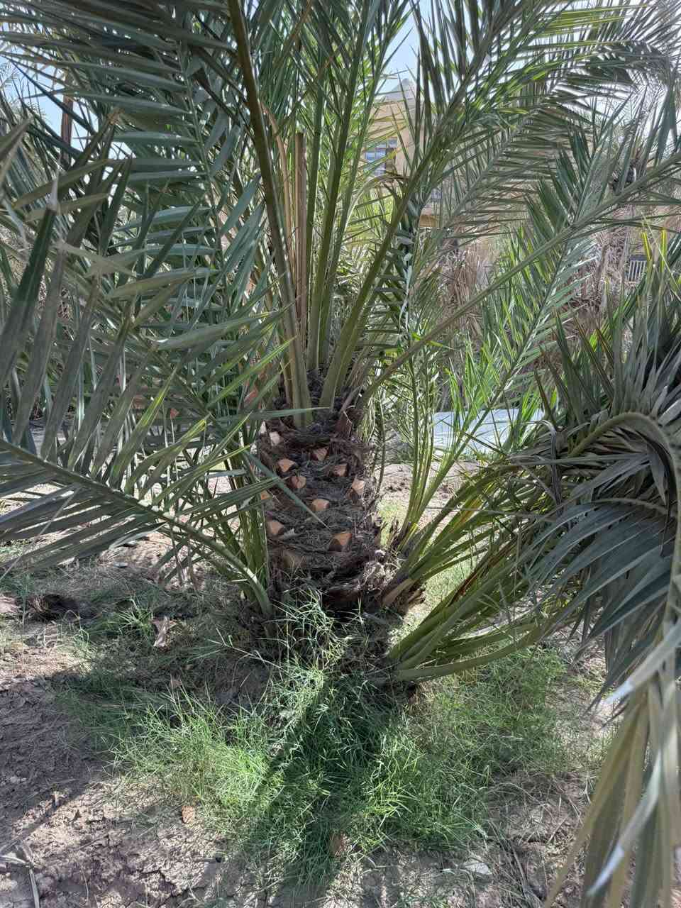 السلام عليكم ورحمة الله وبركاته يتوفر امايات برحي حر مضمونات كلش حلوات الحر ما يتحصل الي يدور حر هاذا الحرالعنوان بصره ابي الخصيب مهيجران الراقب في الشراء 
*********** وتساب
