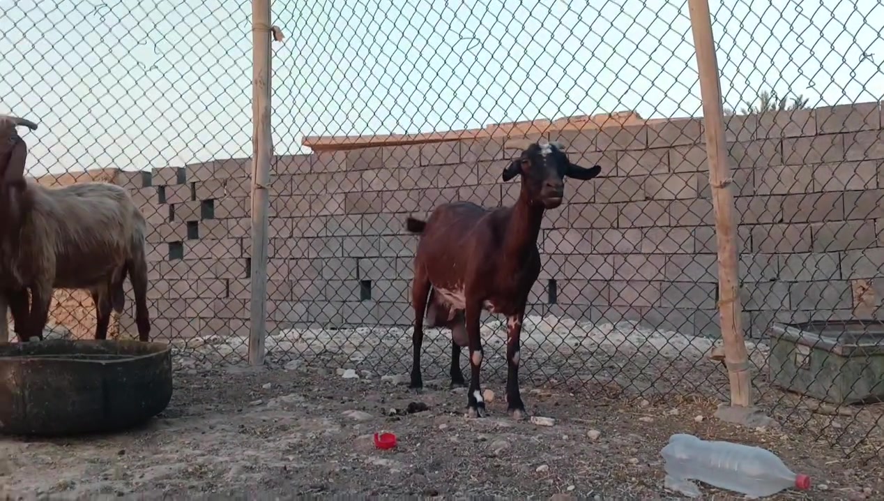 معز لجب مال حليب بليوم ينحلب وجبتين وكله ماخذ فحل سوري شرط نصاح سن وشطر وعلاكل عيب للبيع تواصل ويه صاحب لحلال ‏‪***********‬‏
