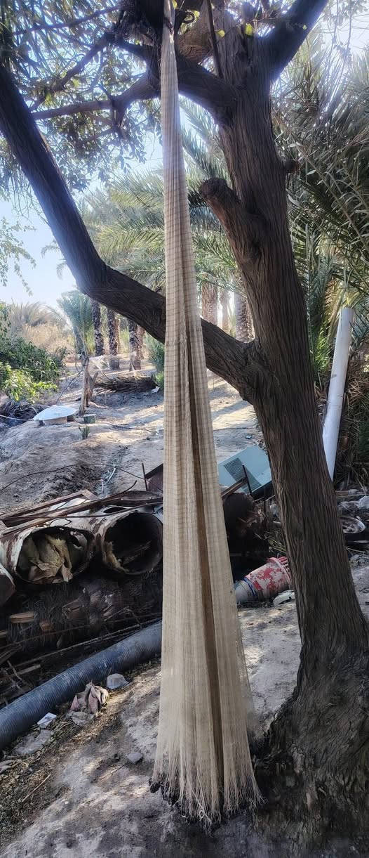 سليه هكريه تفصال رصاص شادله 20 كيلو العين مالته أبو 27 الارتفاع مترين 65 سانتيم عرض ماله نفس بصوره صيد خير من الله ولا شگ بيه السعر 75 قفل الاستفسار ***********
