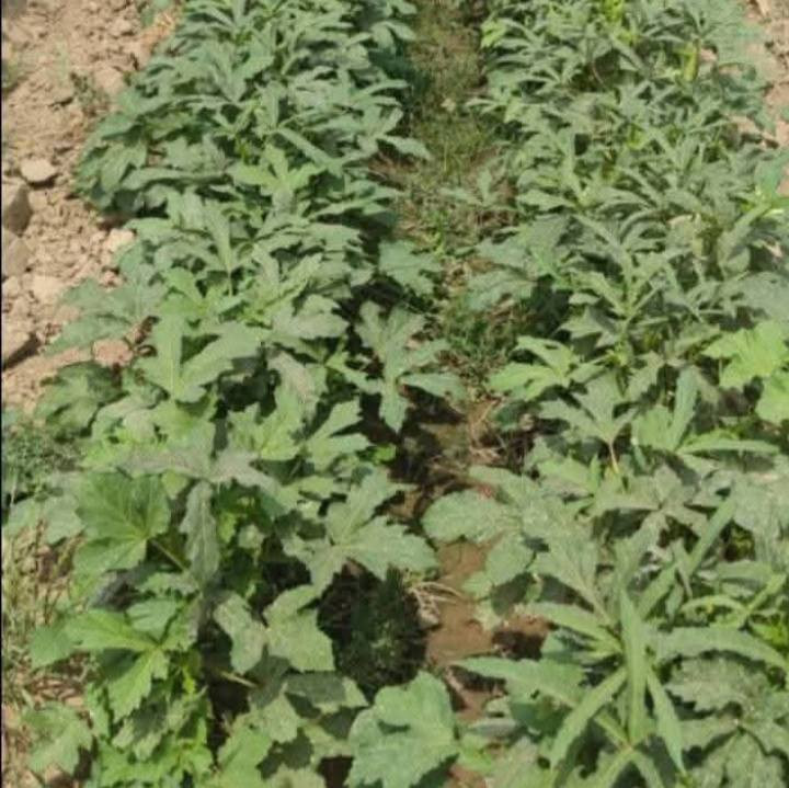 بذور باني متعهد منا للحوي احسن بانيه العمرانيه بانيه فول الرقم ***********
