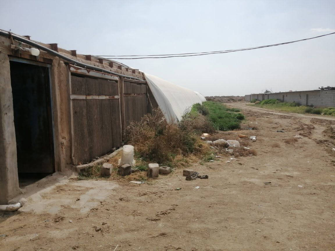 سلام عليكم حقول دواجن عدد٢ بلاستك يشيلن ١٦٠٠٠الف وياهن محصار مال عجول وبيت وياهن مال عائلة مولدات عدد اثنين ومائ وكهرباء ومناهل ومعالف كاملة بس جيب افراخ سعرهن مناسب للاستفسار الاتصال على الرقم *********** مكانهن بالناصريه
