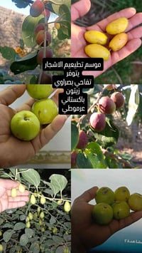 تطعيم سدر • تفاحي • باكستاني