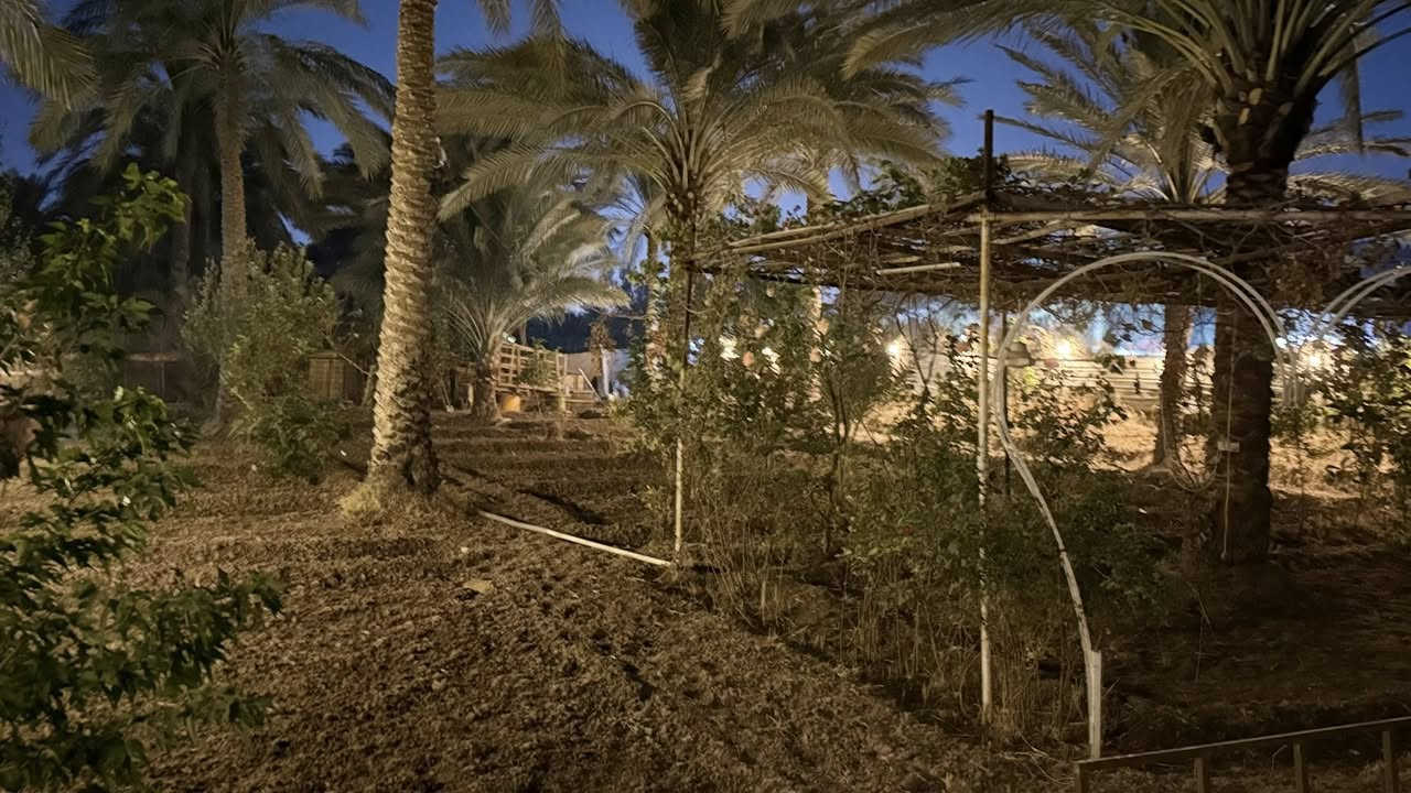 السلام عليكم عدي بستان ٧٠٠م طريق بغداد سند ٢٥ تيل ٥٢ خلف الخباطه المركزيه منطقه ابو زرع وت ساب ***********
