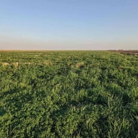 بابل الغزالي • ٣٠دونم • ارض