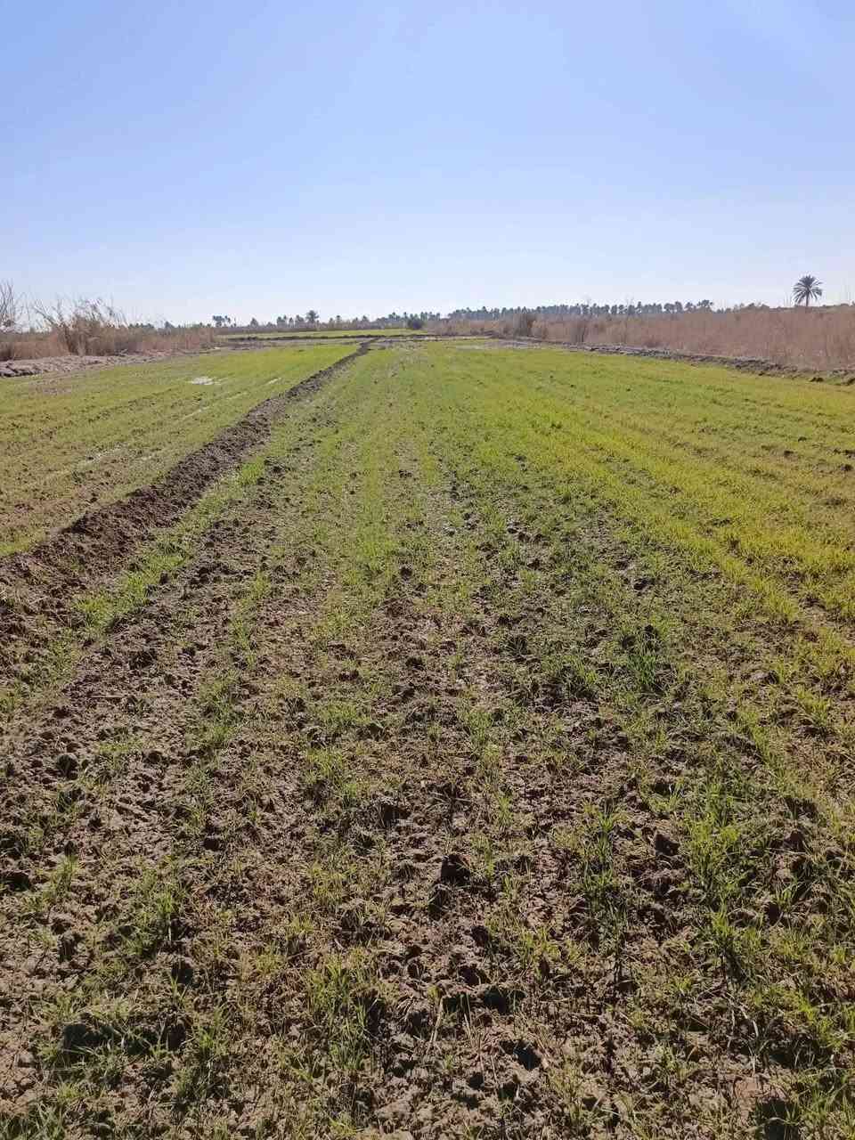 سلام عليكم موقع الكاع مصالحا ولطجاج يتوفر فيها ماء اساله و كهرباء رقم الهاتف ‏‪***********,‬‏
