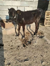 بجر لابيع العمر ٧ أشهر لاستفسار عله الرقم ٠٧٨١٤٨٠٢٧٥٨