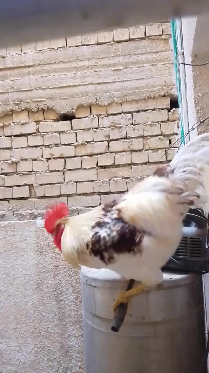 متاح هذا الحلو للبيع قيم بلي يرضي الله مكاني داموك وهذا رقمي
***********

***********
