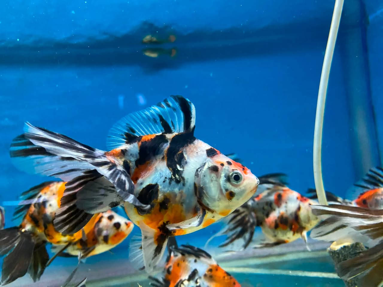 وصول وجبه اسماك جديده الى معرضنا اسعار مناسبه 🐠
🐬🐬🐬🐬🐬🐬🐬🐬🐬🐬🐬🐬🐬🐬🐬🐬
العنوان كركوك قادسيه سايد المرور القديم مجاور حلويات الحلواني


**إذا كنت صاحب هذا الإعلان وتريد حذفه لأي سبب، رجاءا أرسل رسالة إلى الدعم الفني**