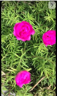 ورد الصباح • حجم 14 • توصيل الغزاليه والشعله