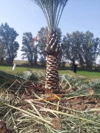 نخيل • انواع • الصويره واسط