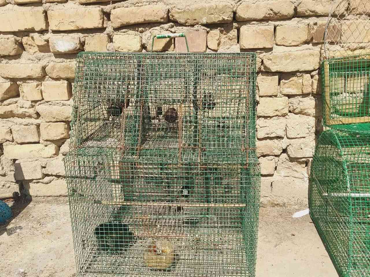 اقفاص بلابل للبيع السعر خاص


**إذا كنت صاحب هذا الإعلان وتريد حذفه لأي سبب، رجاءا أرسل رسالة إلى الدعم الفني**