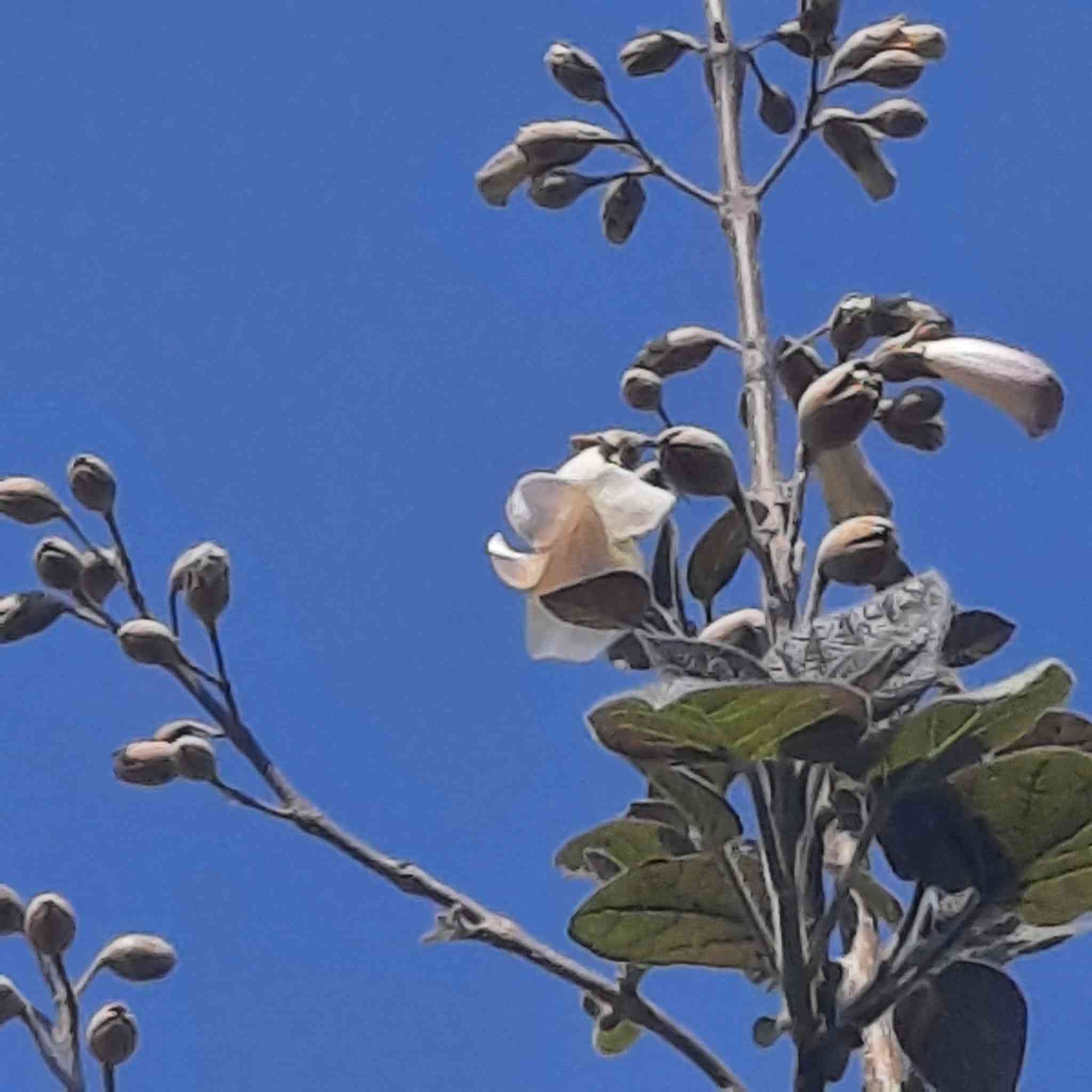 🌳 قريباً في مشتل الشاهين الزراعي 🌳

شتلات شجرة البولونيا صنف SH01 المتميزة ستكون متوفرة قريباً بإذن الله.

هذا الصنف من أفضل أصناف البولونيا التي أثبتت نجاحها وتحملها للظروف الحارة في العراق بعد التجربة، وهو مناسب للزراعة في الحدائق والمزارع والمشاريع الاستثمارية.

✨ مميزات بولونيا SH01:
✔ نمو سريع جداً مقارنة بمعظم الأشجار
✔ تتحمل الحرارة والظروف البيئية القاسية
✔ أوراق كبيرة تساعد على امتصاص ثاني أوكسيد الكربون وتنقية الهواء
✔ خشب عالي الجودة وخفيف الوزن يدخل في صناعات عديدة
✔ شجرة ظل ممتازة وتعطي منظراً جمالياً رائعاً

🌱 الشتلات ستكون متوفرة قريباً بكميات محدودة، لذلك ندعو الراغبين بالحجز المسبق إلى التواصل معنا.

📍 مشتل الشاهين الزراعي
الفرع الأول: بغداد – الدورة، الشارع المقابل لعلوة الرشيد قرب شركة دجلة للمشروبات الغازية خلف منطقة أبو دشير
📞 ***********

الفرع الثاني: بغداد – أبو غريب، خلف بانزين خانة جوهرة العدنان
📞 ***********

🌿 مشتل الشاهين الزراعي – ثقة وجودة في الشتلات المميزة.
للحجز أو الاستعلام مراسله الصفحه أو الاتصال بالأرقام بالمنشور
