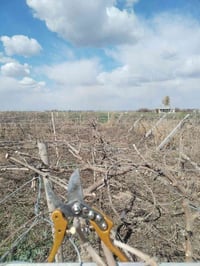 يوجد كادر تقليم انواع الفوكة شقل رقم واحد التصال 07800846701 خابر تدلل...