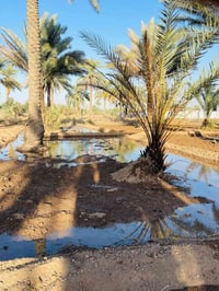 مدائن سلمان باوي • ١ دونم • طابو زراعي