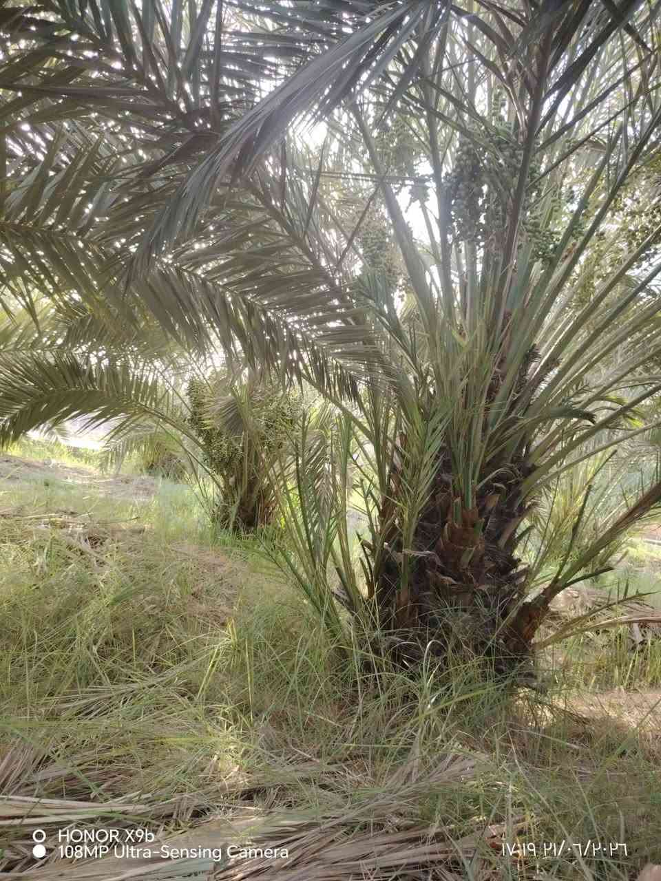 السلام عليكم✅
اخوان يوجد لدينا بستان مع بيتين مع محل للبيع✅
 ع طريق الامام الشريف عليه السلام ✅ من الشارع للشط 
 الواجه 32م ✅
والنزال 180متر
 تقريبآ✅
 البستان يحتوي ع انواع النخيل ✅
وموقعه قريب كلش✅
 من بعد مدرسة ذات العلم✅
 بداية العليمين الشراي يراسلني وبلخدمه ✅
الموشراي رجآ لايراسلني ✅
اخوكم سيد عمار الاعرجي


**إذا كنت صاحب هذا الإعلان وتريد حذفه لأي سبب، رجاءا أرسل رسالة إلى الدعم الفني**