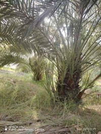 بستان • بيتين محل • ٥٧٦٠م