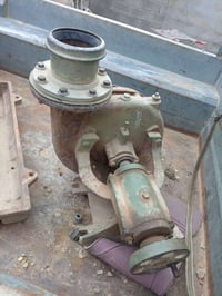 خنزير للبيع هيه والقاعده ٠٧٨١٨٧٩١٩٥٣