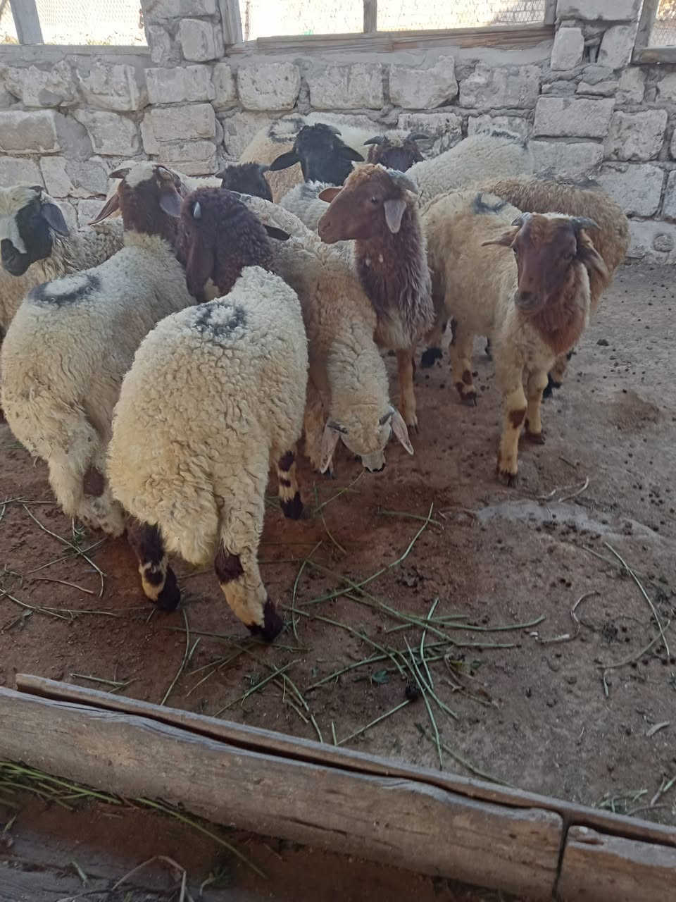 (مشاء الله تبارك الله)للبيع | 12راس غنم برقي
 خشنه جاهزه تدخل علف 
العمر: من 6 شهور  
النوع: ذكور البيع جمله وقطعي 
المكان: الاسكندريه العامريه كنج مريوط 
خلف استات برج العرب 
التواصل: 01220114610
واتس 01117468476
(مزرعه خطاب العزومي)


**إذا كنت صاحب هذا الإعلان وتريد حذفه لأي سبب، رجاءا أرسل رسالة إلى الدعم الفني**