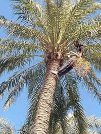 اي شخص عندة لقاح تكريب كصاص شلاع فسايل تنضيف اني حاضر أرقامي 075155236...