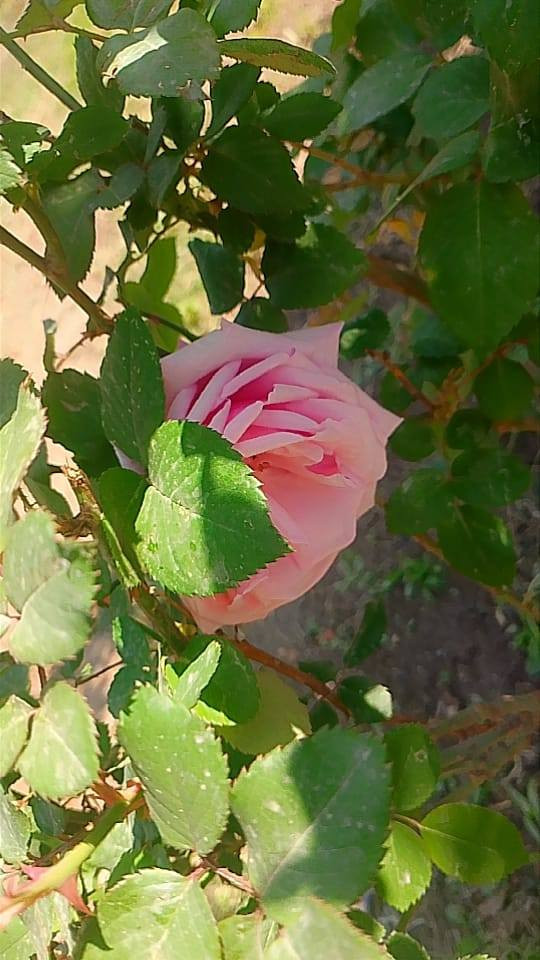 سلام عليكم 
يوجد لدينا انواع الورود والحمضيات 
ونعناع 
يوجد كادر لتنضيف وتجديد الحدائق المتروكه 
الاستفسار مراسله الصفحه


**إذا كنت صاحب هذا الإعلان وتريد حذفه لأي سبب، رجاءا أرسل رسالة إلى الدعم الفني**