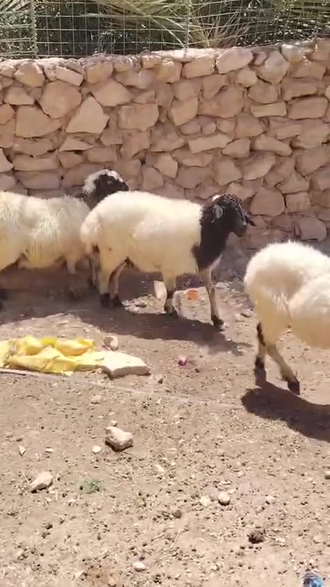 اخوان 3  نعاج سن وشطر ونصاح وشرط محنيات نعاج مال جنيه كامل مواصفات الجنيه خشان وعدال وحلاه فول السعر الزوج 650 العنوان الانبار حديثه حقلانيه الاستفسار *********** يوجد توصيل حسب الاتفاق

