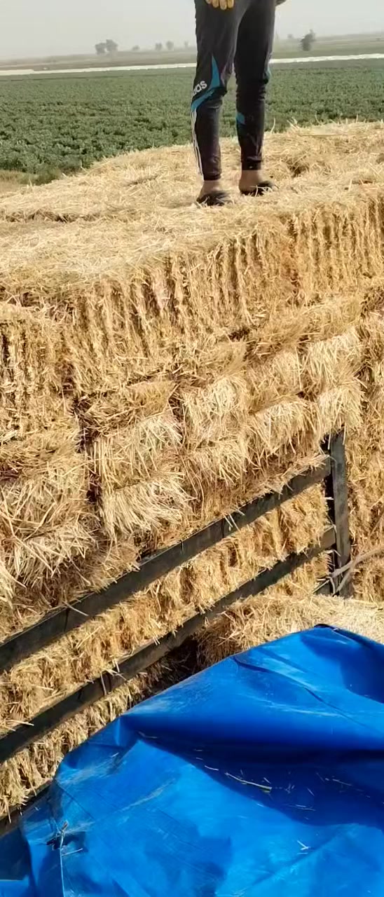 *********** ***********
