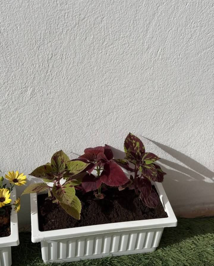 وبدأ القلب ينبض لنسائم رمضان 🌙🤍
أجمل ثلاثون يوم 🤍                                                                             "قَرَّ اللهُ عَيْنِي وَأَعْيُنَكُمْ عِوَضًا وَجَبْرًا فِي الثَّلَاثِينَ يَوْمًا الْقَادِمِينَ."🌙🌱
نبتة طبيعية في بيتك تزيده جمال ✨  
وتبعث في النفس راحة وطاقة إيجابية طول الشهر الكريم 
اختاري نبتتك وخلي أجواء رمضان أدفى وأجمل


**إذا كنت صاحب هذا الإعلان وتريد حذفه لأي سبب، رجاءا أرسل رسالة إلى الدعم الفني**