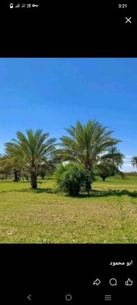 يوجد دوانم ملك صرف داخل الحله وخارجها دوانم زراعي تفاصيل خاص
