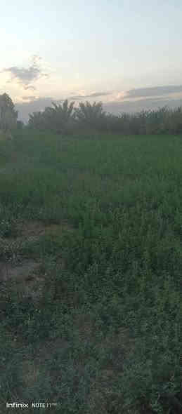 مزرعه للبيع 3 ونص دونم قرار 117 المزرعه مخدومة كافت الخدمات وكافت الأشجار المثمرة نخل مع حمضيات عنب وزيتون ورمان امريكي مشمش تفاح عرموط تين اصفر تين اسود بني مسلم كهرباء محولة ام 400 انارة شارع مدارس متوسطة وابتدائية مستوصف سوك قريب عليها ماء سقي نهر مع بئر مع ماء اسالة مع تبليط السعر عند الاتصال بالرقم *********** العنوان بغداد المعامل الحسينية منطقة السعاده حي الكرار بغداد
