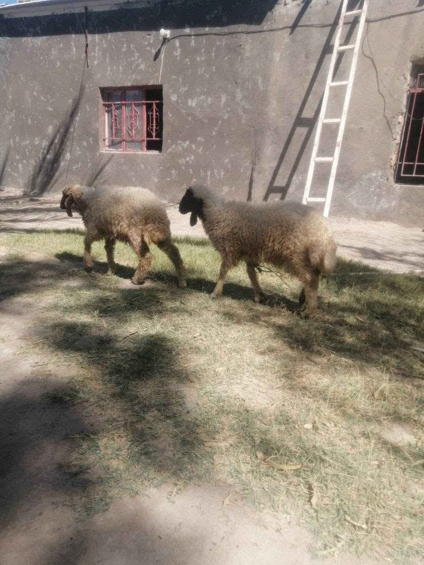 فطايم للبيع 
***********
***********
