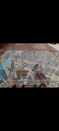 طيور حب • صحية • قريبة تبيض