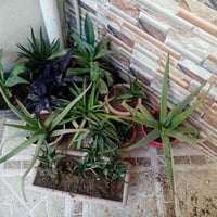 نباتات • للبيع