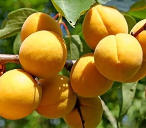 🔥 هسه موسم الأشجار المثمرة لا يضيع عليك!
تريد بيتك يصير جنة؟ 🌳🍊🍋
الوقت المثالي للزراعة وصل… والي يزرع اليوم يحصد بكرة!
أشجار مثمرة قوية، جذور مضمونة، إنتاج وفير بإذن الله 💚
من مشتل باشا – كركوك
نوفر أفضل الأنواع وبأسعار تناسب الكل 🌱
📞 للحجز والاستفسار
: (***********

***********
