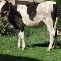 هولشتاين • جنس فول • الشرقاط الخضرانيه
