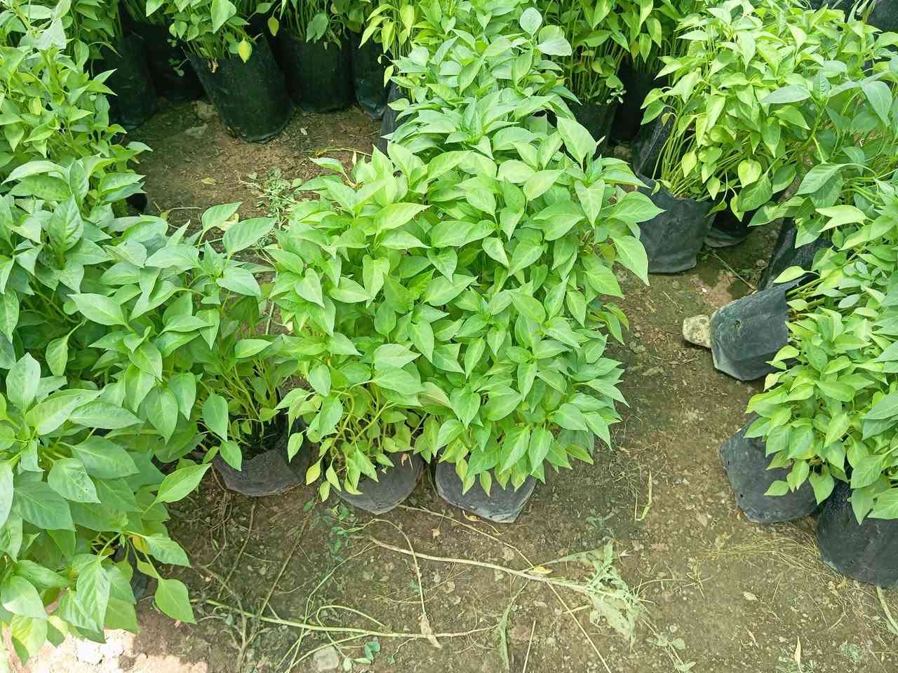 شتل فلفل حلو باذنجان اخضر ***********و ***********
