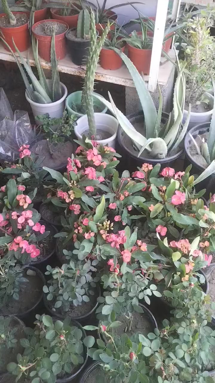 مشتل فهد فاضل بغداد الحسينيه سوق الاول فرع الاطباء
توفر لدينا جميع انواع النباتات الظليه والشمسيه 

يوجد لدينا توصيل داخل حسينيه فقط اتصال على الرقم واتساب ***********
