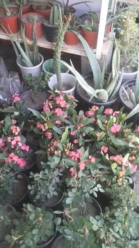 مشتل فهد فاضل • بغداد الحسينية • نباتات ظل وشمس