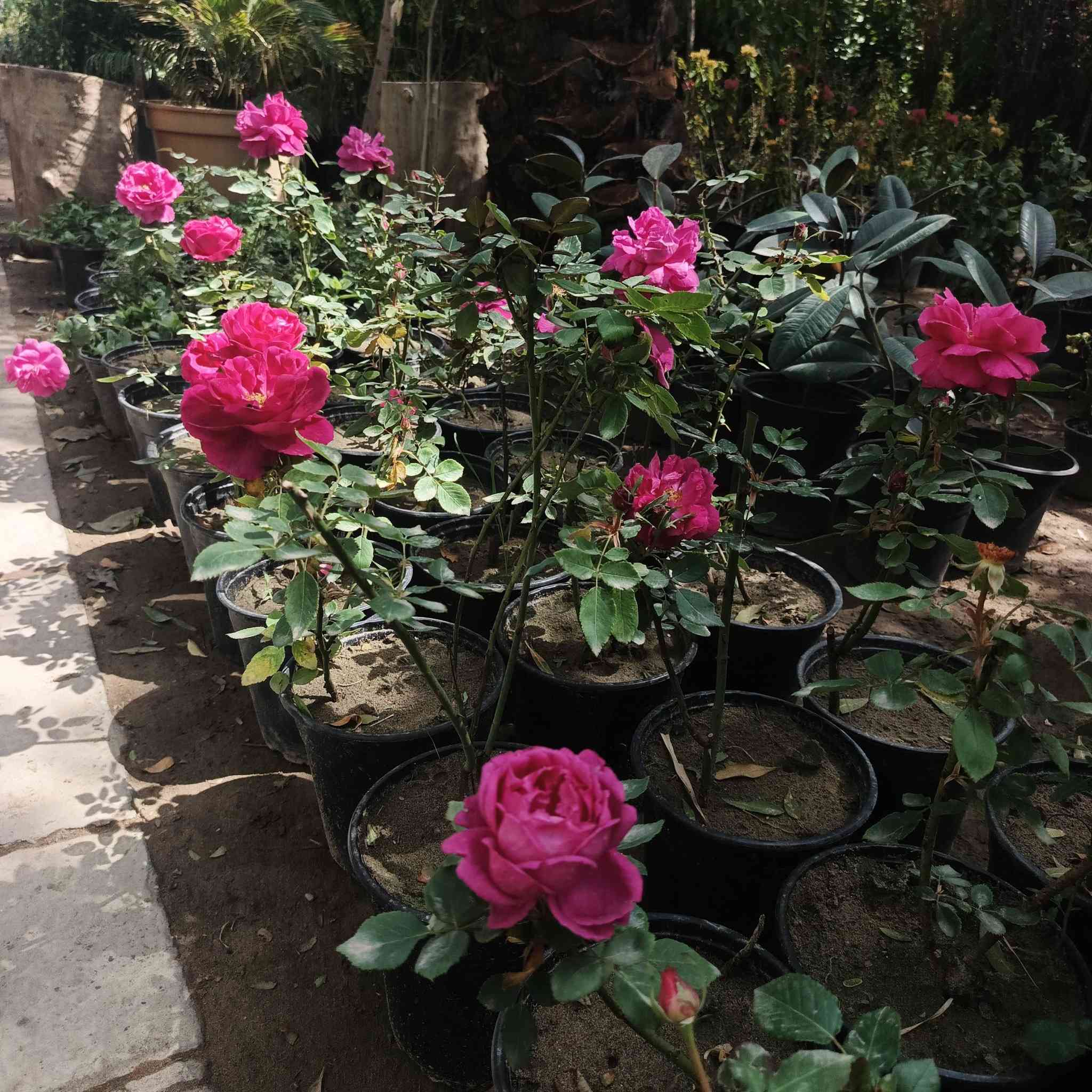 وصول الان🤗🌹
#مشتل_النورين 
 الثيل السجادي 🍀🌿
 لاين حدائق 🌴
ورد جوري كافة الانواع🌹💐
 اوراد الزينه الضلي والخارجي 🎍

عنواننا:#واسط_الصويرة_شارع_الغطاس_خلف_المجمع_السوري 🪻

أوقات الدوام 
من الساعة 8:00 صباحاً
إلى الساعة 7:00 مساءً 
 كذالك يتوفر توصيل داخل صويره فقط 🚖🚘


**إذا كنت صاحب هذا الإعلان وتريد حذفه لأي سبب، رجاءا أرسل رسالة إلى الدعم الفني**